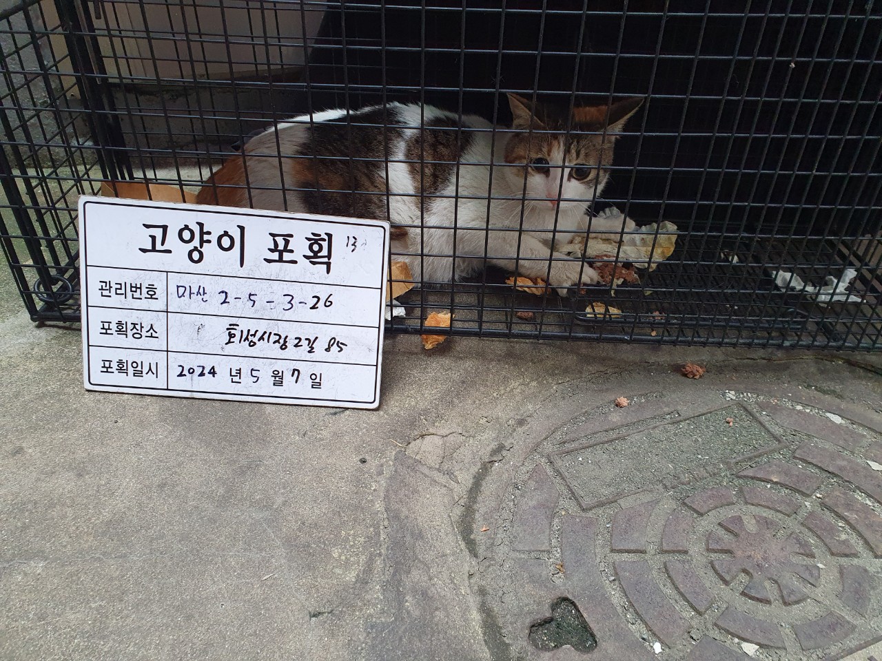 보호중동물사진 공고번호-경남-마산-2024-00663