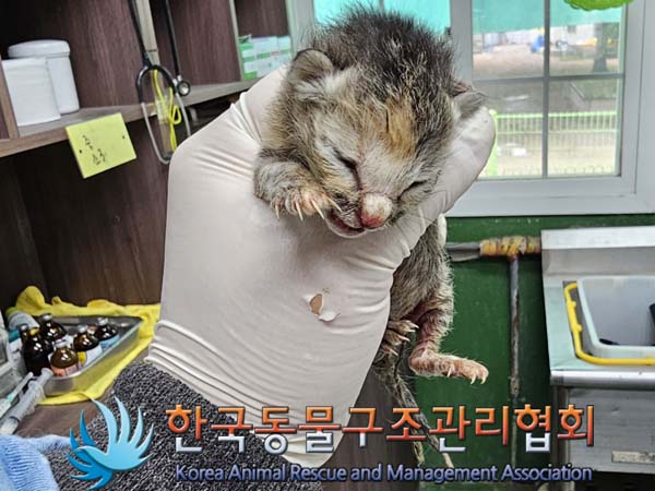 공고 번호가 서울-중랑-2024-00053인 한국 고양이 동물 사진  