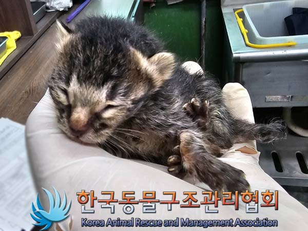 공고 번호가 서울-중랑-2024-00054인 한국 고양이 동물 사진  
