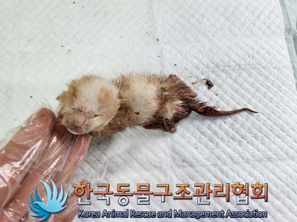 공고 번호가 서울-노원-2024-00058인 한국 고양이 동물 사진  