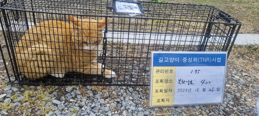 보호중동물사진 공고번호-경기-남양주-2024-00870