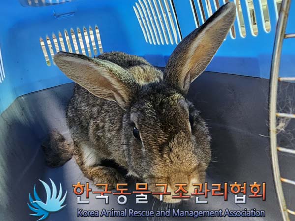 공고 번호가 서울-성북-2024-00065인 기타축종 동물 사진