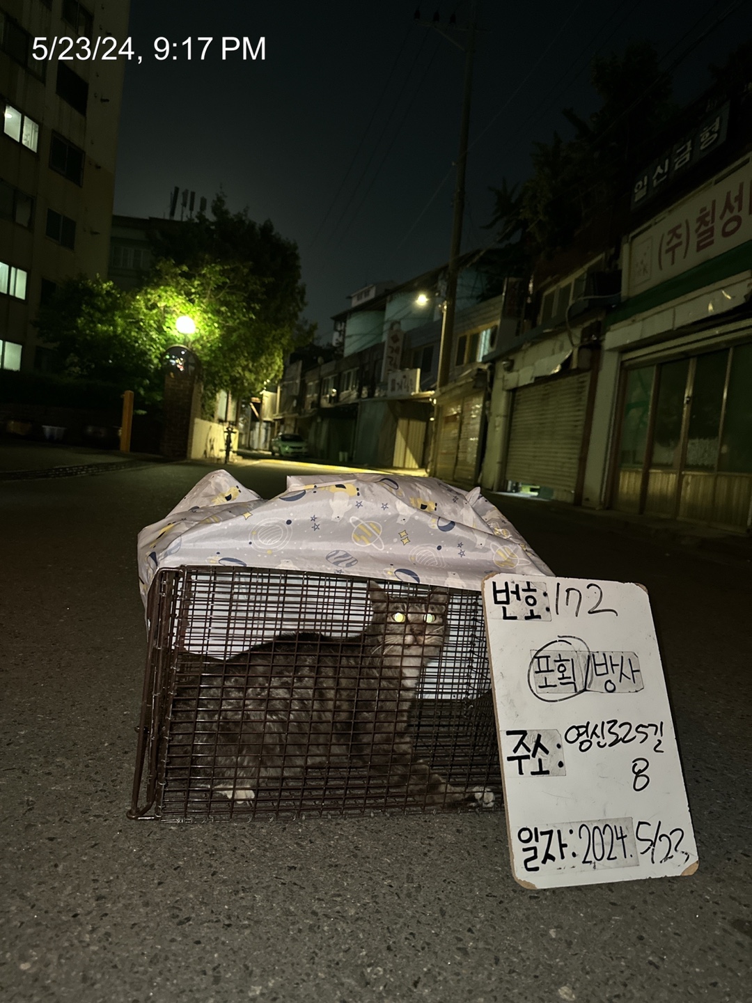 보호중동물사진 공고번호-서울-영등포-2024-00173