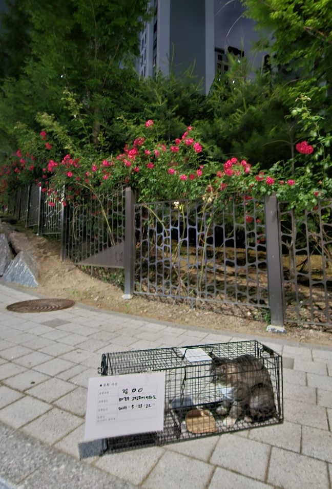 보호중동물사진 공고번호-서울-마포-2024-00184