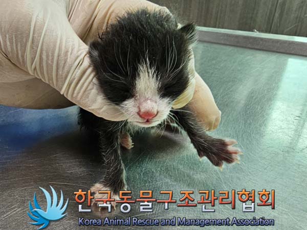 공고 번호가 경기-김포-2024-00272인 한국 고양이 동물 사진  