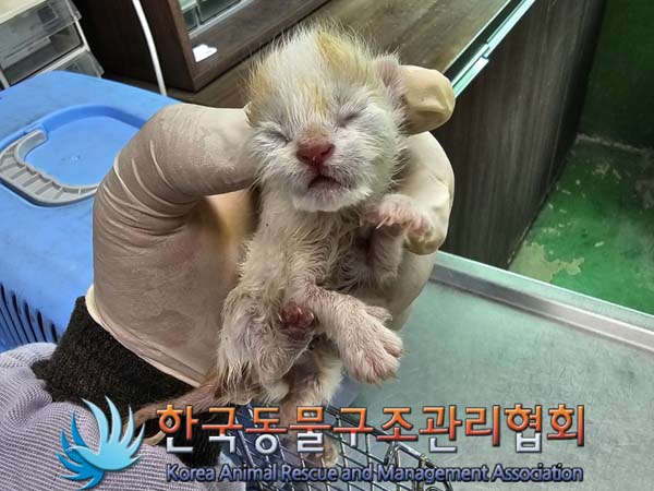 공고 번호가 경기-김포-2024-00273인 한국 고양이 동물 사진  