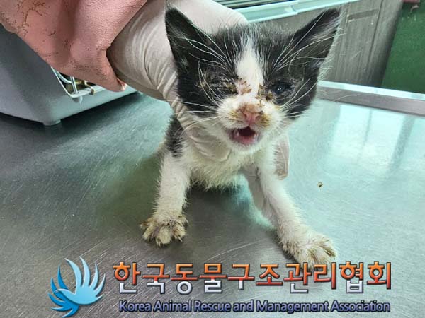 공고 번호가 서울-은평-2024-00072인 한국 고양이 동물 사진  