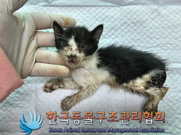 공고 번호가 서울-은평-2024-00075인 한국 고양이 동물 사진  