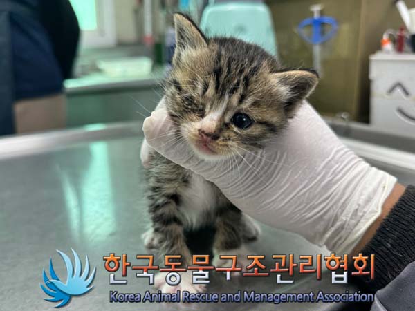 공고 번호가 경기-포천-2024-00443인 한국 고양이 동물 사진