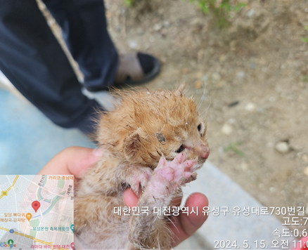 공고 번호가 대전-유성-2024-00154인 한국 고양이 동물 사진