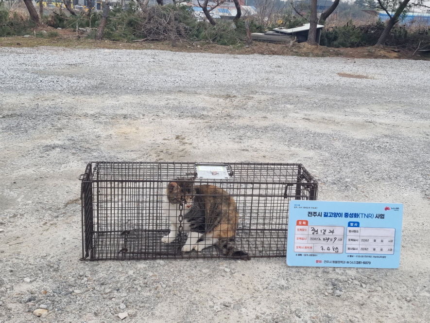 보호중동물사진 공고번호-전북-전주-2024-00483