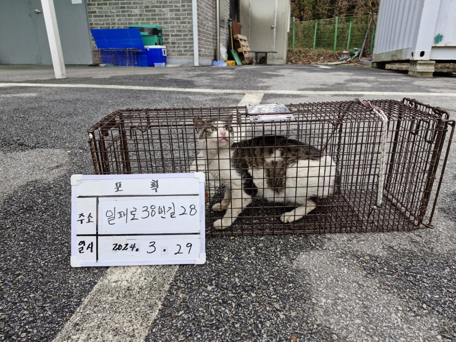 보호중동물사진 공고번호-경기-남양주-2024-00511