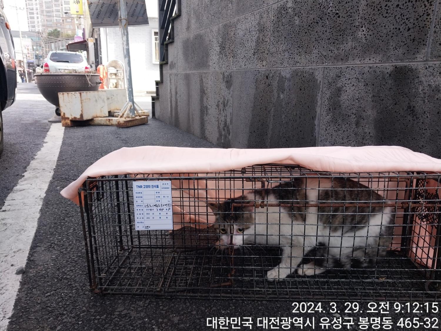 보호중동물사진 공고번호-대전-유성-2024-00115