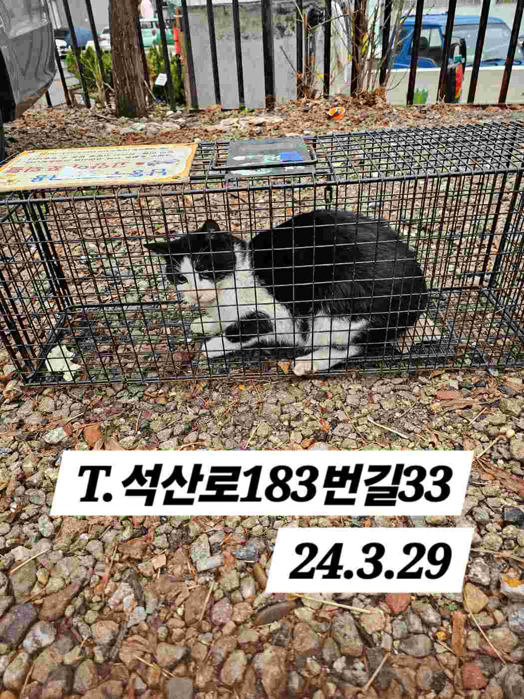 보호중동물사진 공고번호-인천-남동-2024-00127