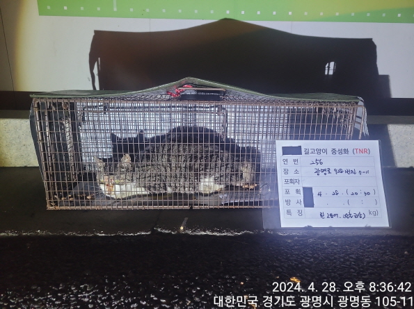 보호중동물사진 공고번호-경기-광명-2024-00259