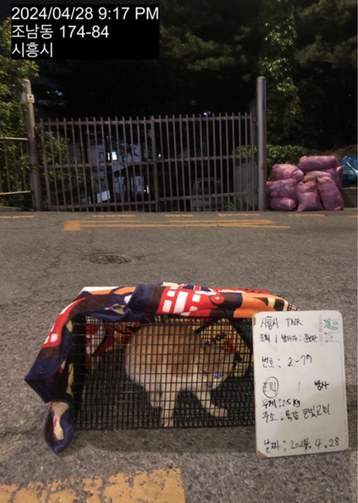 보호중동물사진 공고번호-경기-시흥-2024-00324