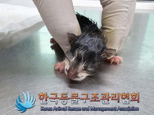 공고 번호가 서울-은평-2024-00080인 한국 고양이 동물 사진  