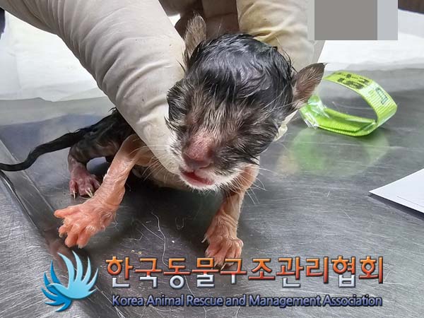 공고 번호가 서울-은평-2024-00081인 한국 고양이 동물 사진  