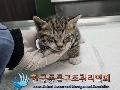 공고 번호가 서울-금천-2024-00040인 한국 고양이 동물 사진