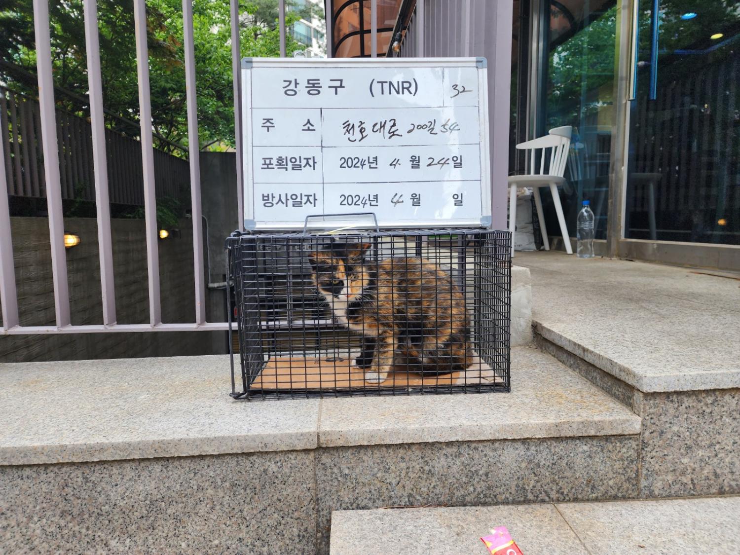 보호중동물사진 공고번호-서울-강동-2024-00152