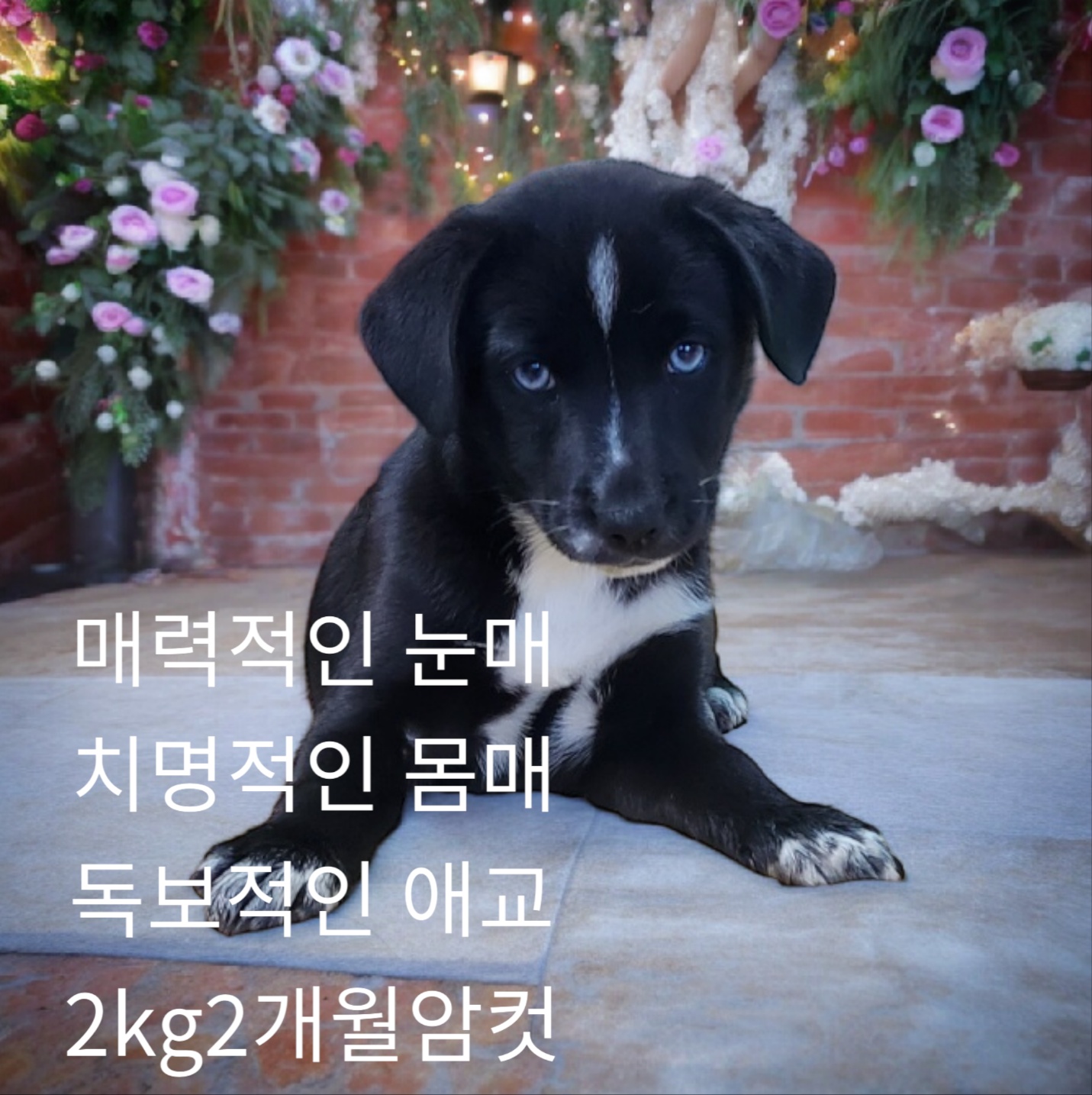 공고 번호가 경북-성주-2024-00228인 기타 동물 사진