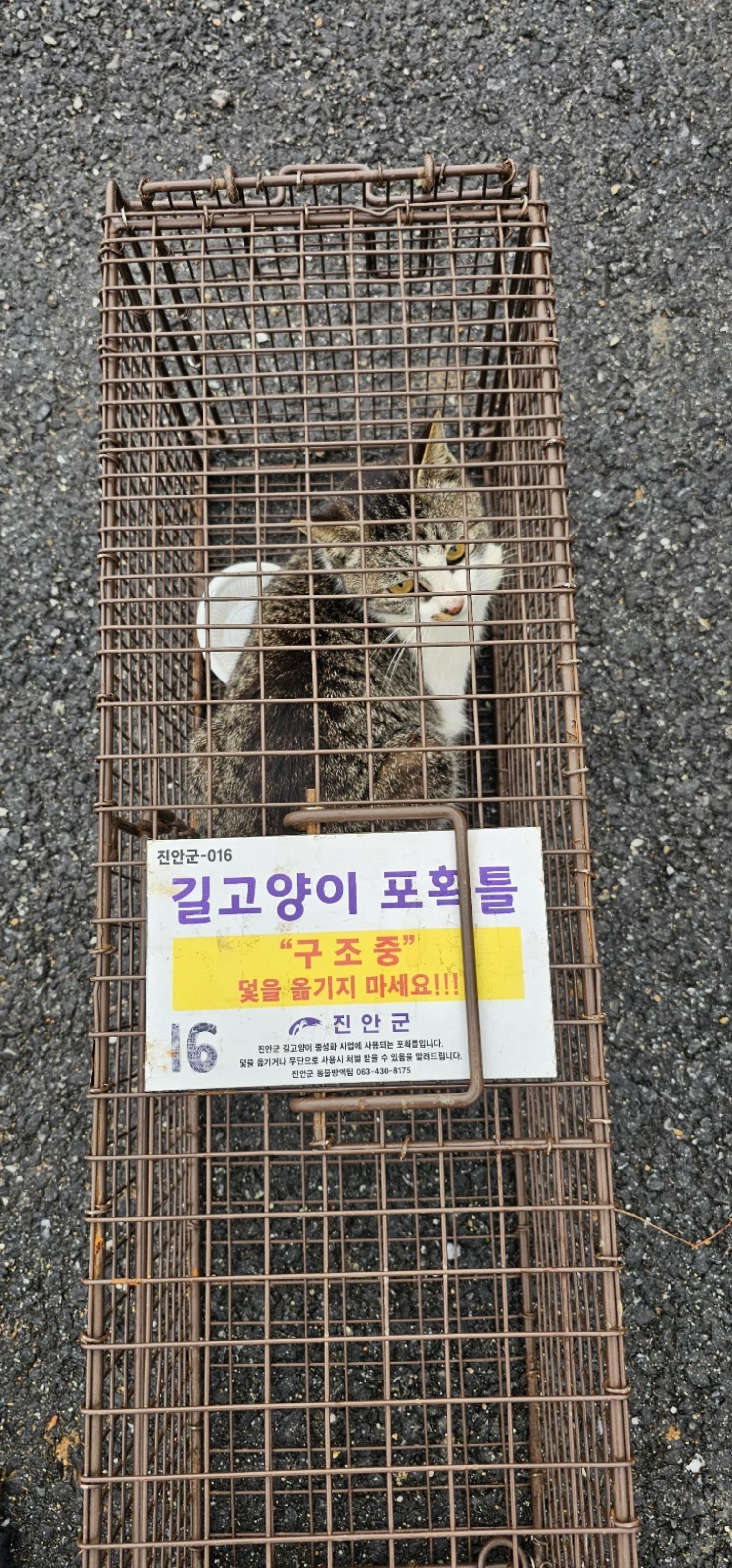 보호중동물사진 공고번호-전북-진안-2024-00213