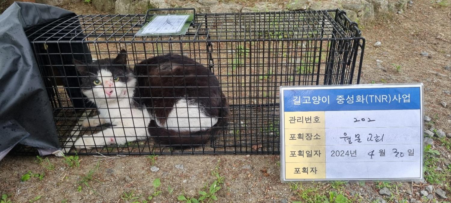 보호중동물사진 공고번호-경기-남양주-2024-00923