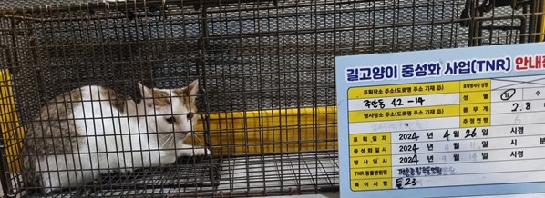보호중동물사진 공고번호-인천-미추홀-2024-00145