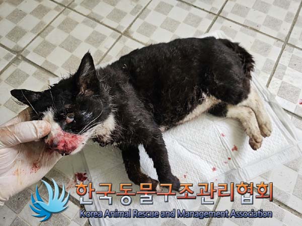 공고 번호가 경기-연천-2024-00188인 한국 고양이 동물 사진  