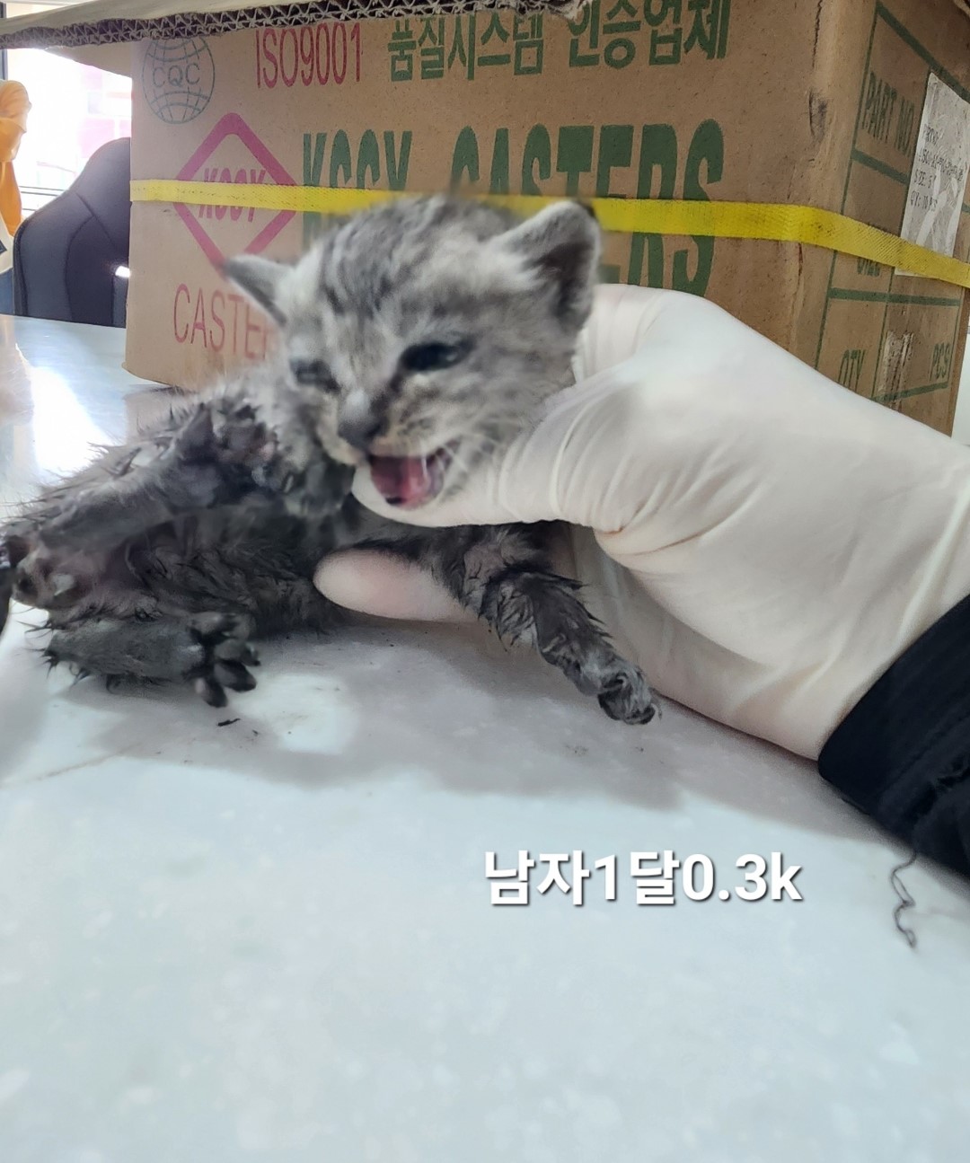 공고 번호가 충북-옥천-2024-00218인 한국 고양이 동물 사진