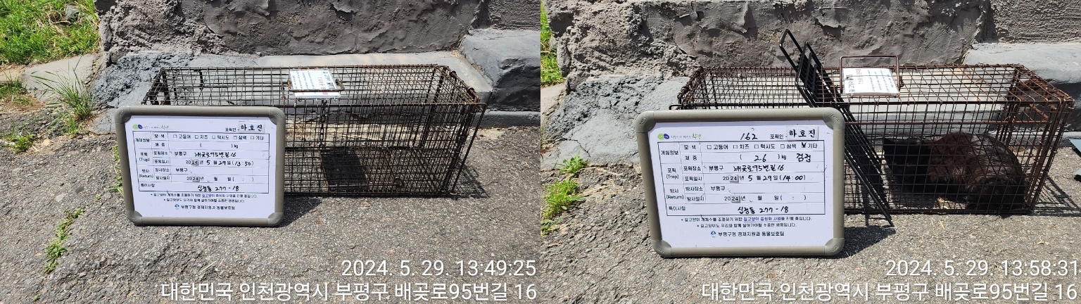 보호중동물사진 공고번호-인천-부평-2024-00228