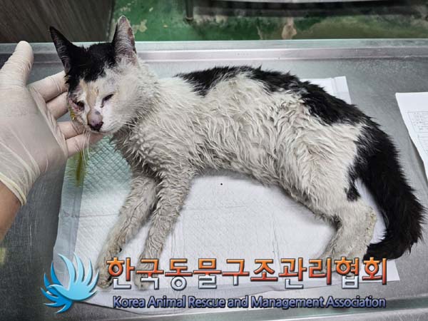 공고 번호가 경기-의정부-2024-00073인 한국 고양이 동물 사진  
