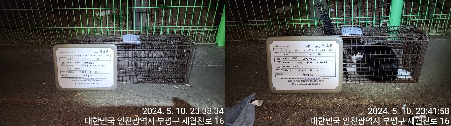 보호중동물사진 공고번호-인천-부평-2024-00120
