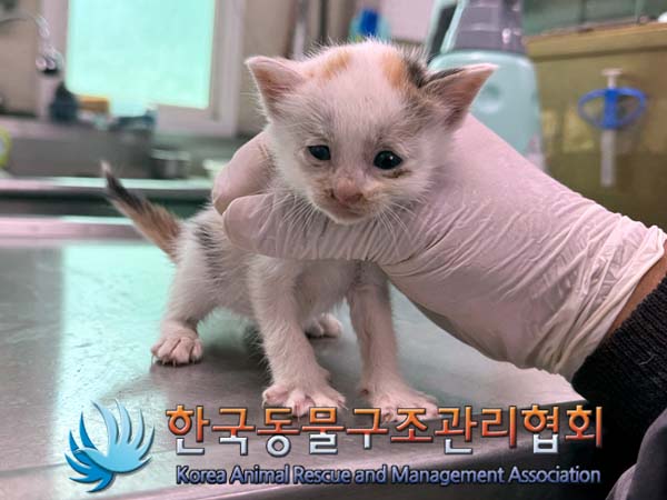 공고 번호가 경기-포천-2024-00445인 한국 고양이 동물 사진