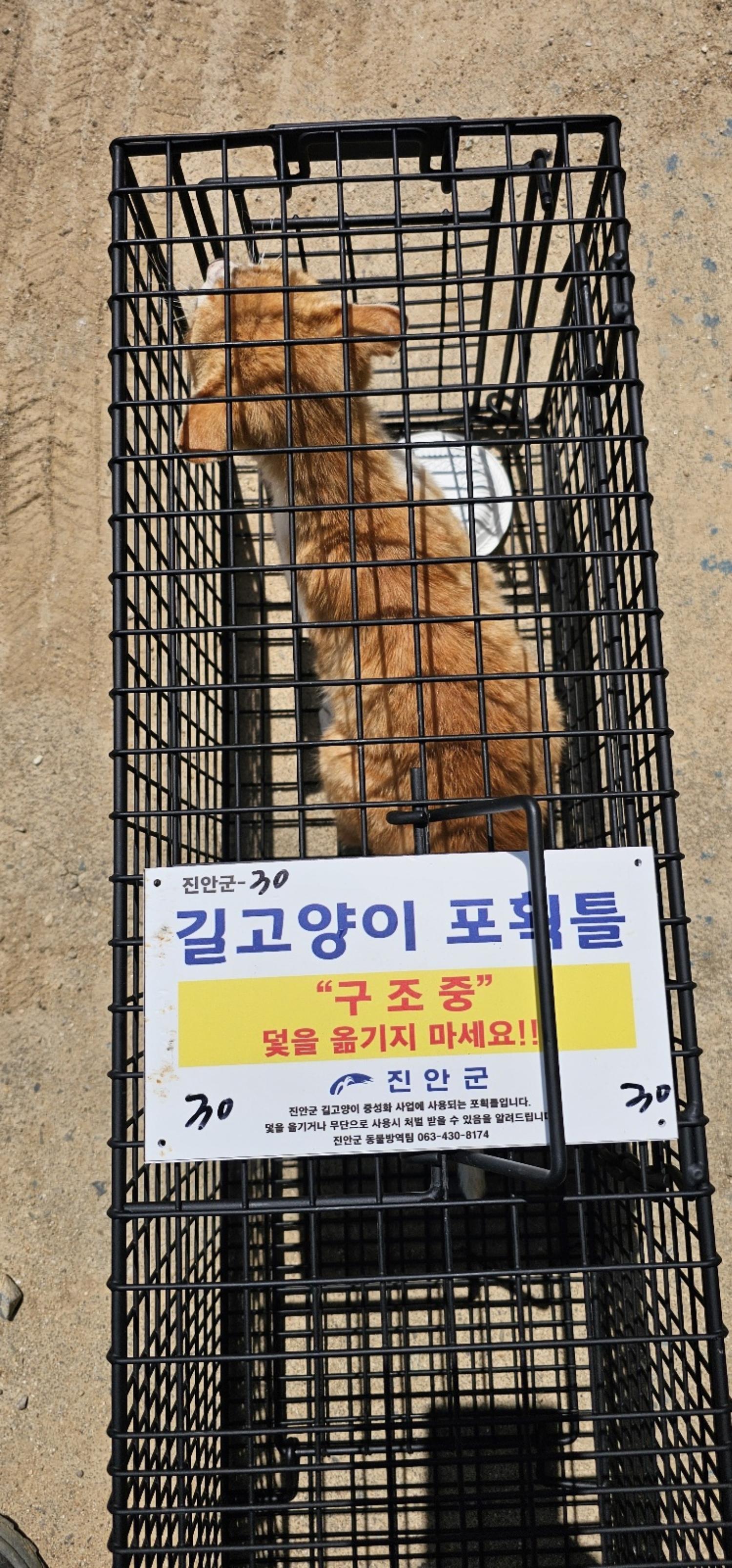 보호중동물사진 공고번호-전북-진안-2024-00298