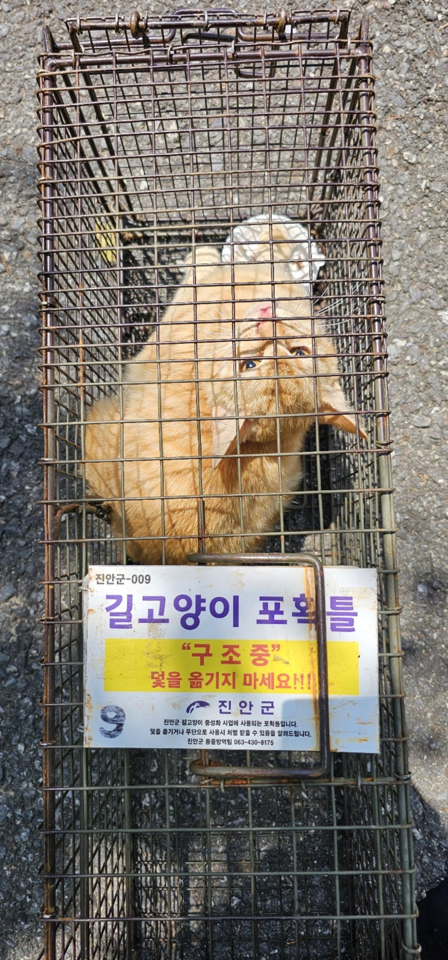 보호중동물사진 공고번호-전북-진안-2024-00295