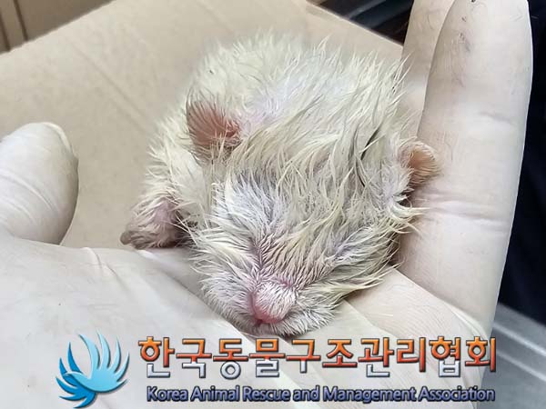 공고 번호가 경기-포천-2024-00434인 한국 고양이 동물 사진  