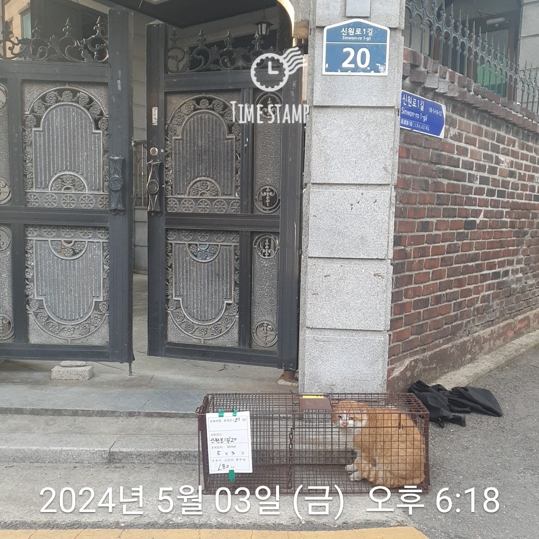 보호중동물사진 공고번호-서울-관악-2024-00156