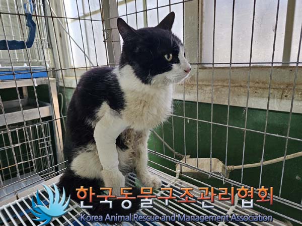 공고 번호가 경기-연천-2024-00227인 한국 고양이 동물 사진