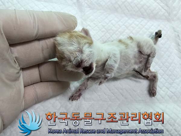 공고 번호가 경기-파주-2024-00444인 한국 고양이 동물 사진  
