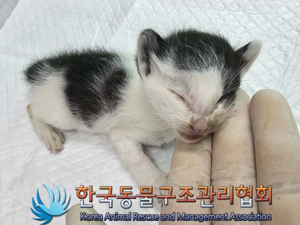 공고 번호가 서울-도봉-2024-00053인 한국 고양이 동물 사진  