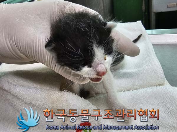 공고 번호가 경기-포천-2024-00353인 한국 고양이 동물 사진  