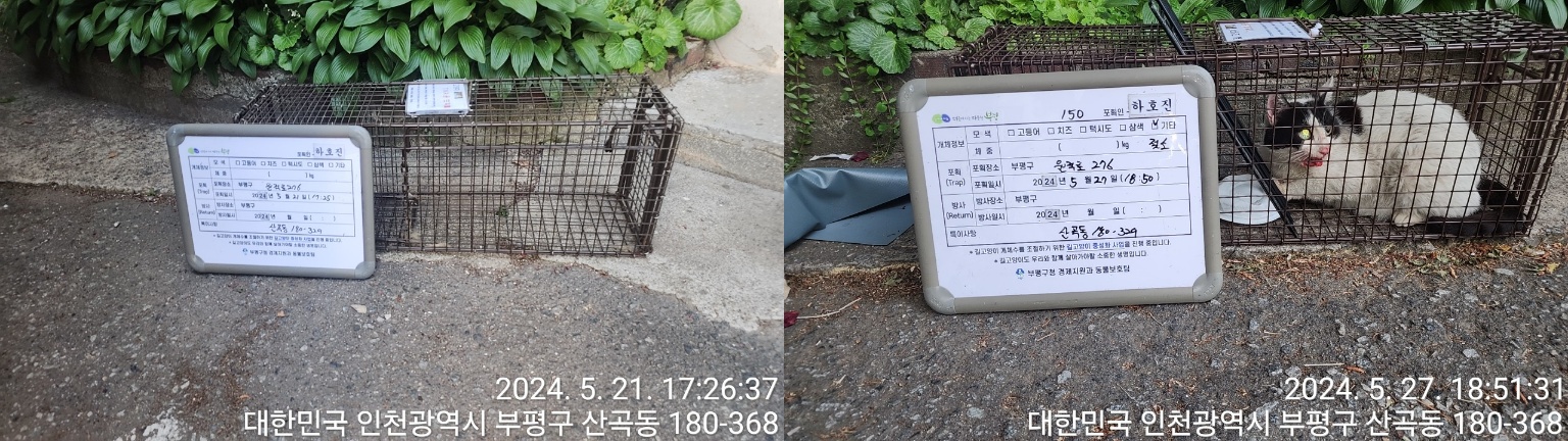 보호중동물사진 공고번호-인천-부평-2024-00217