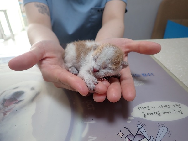 공고 번호가 대구-달성-2024-00181인 한국 고양이 동물 사진  
