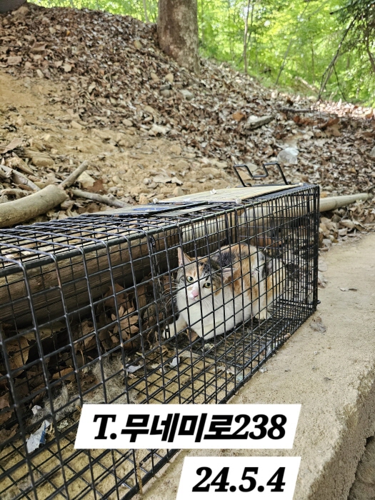 보호중동물사진 공고번호-인천-남동-2024-00279