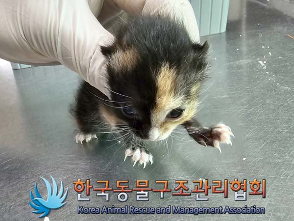 공고 번호가 서울-도봉-2024-00059인 한국 고양이 동물 사진  