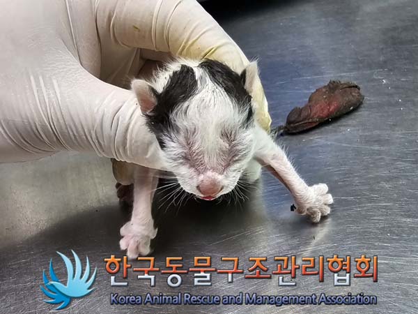 공고 번호가 서울-은평-2024-00084인 한국 고양이 동물 사진  