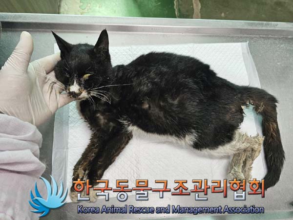 공고 번호가 서울-영등포-2024-00030인 한국 고양이 동물 사진  