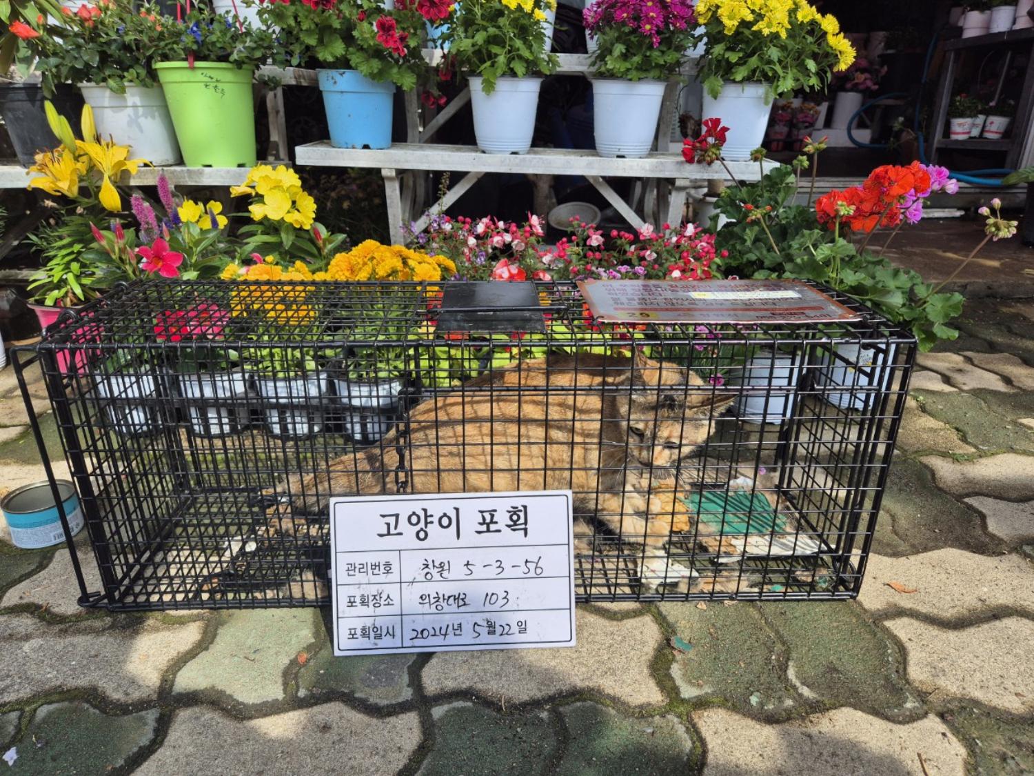 보호중동물사진 공고번호-경남-창원-2024-00573