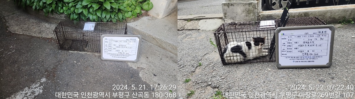 보호중동물사진 공고번호-인천-부평-2024-00184
